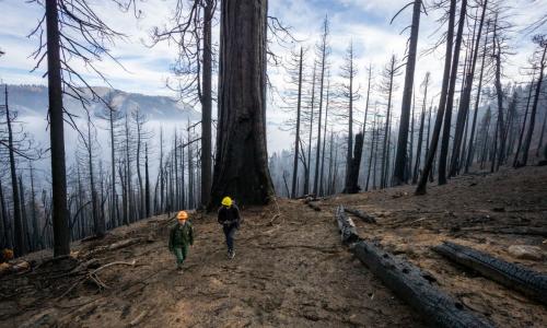 A photograph of a forest area heavily impacted by a wildfire.